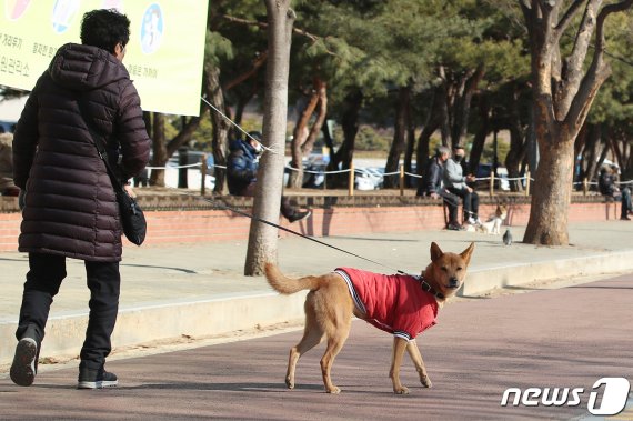 (대구=뉴스1) 공정식 기자 = 24일 대구 지역 낮 기온이 10도를 웃도는 포근한 날씨 속에 달서구 두류공원 산책로에서 한 시민이 반려견과 함께 산책하고 있다. 이날 국내 반려동물의 첫 신종 코로나바이러스 감염증(코로나19) 확진 사례가 확인돼 방역에 비상이 걸렸다. 2021.1.24/뉴스1 /사진=뉴스1화상