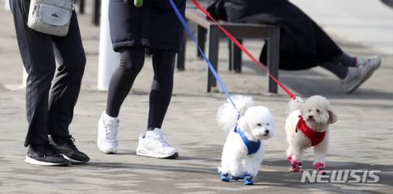 지난달 25일 서울 반포한강공원에서 시민들이 반려견을 산책시키고 있다. 국내 반려동물에서 첫 코로나19 확진 사례가 나타나면서 인간과 동물 간 바이러스 전파에 대한 우려가 높아지고 있다. /사진=뉴시스