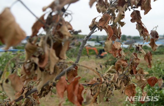 [익산=뉴시스] 김얼 기자 = 지난 6월3일 전북 익산시 낭산면의 한 농가에서 방역 관계자들이 과수 화상병에 걸린 사과나무를 벌목하고 있다. 2020.06.03.pmkeul@newsis.com <사진은 기사 내용과 관련이 없습니다.>