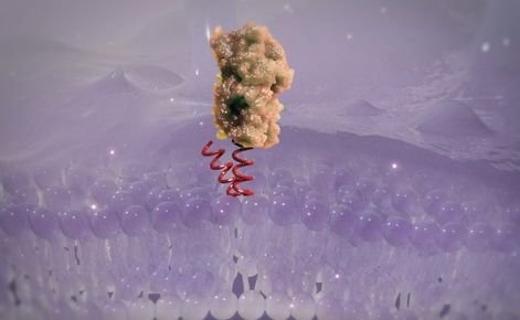 약리물질 생체 내 전송 TSDT 플랫폼기술이 적용된 약리물질이 이중지질막 구조의 세포막을 투과해 세포 안으로 침투되는 모습. 사진=셀리버리