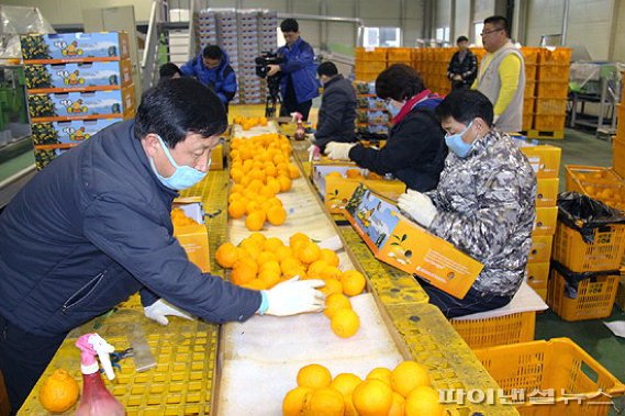 한라봉 선별·포장작업 /fnDB