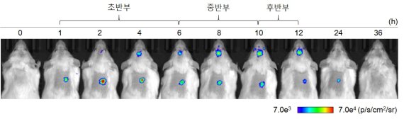 염증반응을 촉진시켜 생명체를 보호하는 '핵인자 카파비(NFκB)' 단백질이 초반 실험쥐 몸에서 가장 활성화됐다가 후반부에는 뇌에서 활성화된 것을 볼 수 있다. KBSI 제공