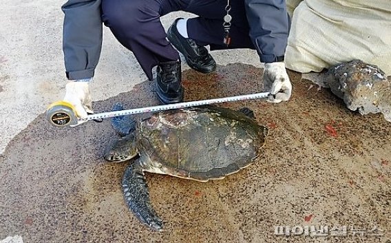 괭생이모자반 덩어리에 걸려 표류하다 탈진 상태에서 구조된 국제 보호종 푸른바다거북. [사진=제주해경]