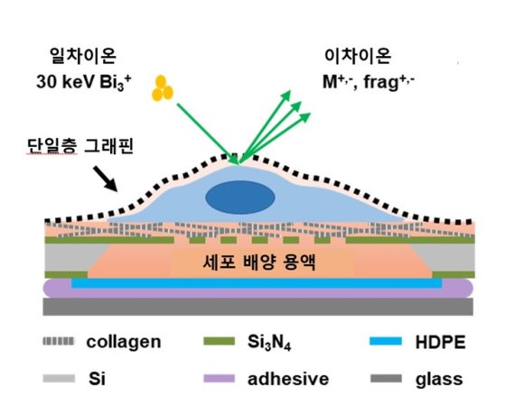 기판에 5마이크로리터 부피의 미세 배양액 저장고와 1마이크로미터 지름의 구멍 수천 개를 제작하고 콜라겐 바이오 분자 박막으로 덮어 세포를 배양한 후 단일층 그래핀으로 덮어 살아있는 상태로 초고진공 환경에 도입하여 가속 이온 빔을 이용해 질량분석 이미징한 모식도. 그래핀을 통한 이차 이온의 발생 과정에서 파손되는 그래핀의 원자 구조가 매우 빠른 시간에 복구되어 물분자가 새어 나오지 못한다. DGIST 제공