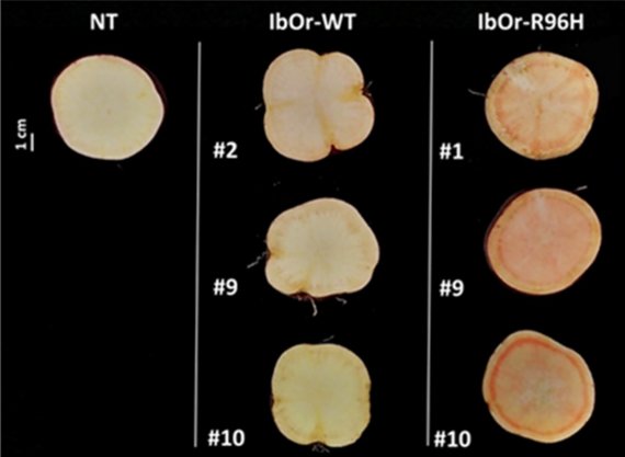 한국생명공학연구원 식물시스템공학연구센터 김호수·곽상수 박사팀이 흰색계 품종의 고구마(왼쪽)에 유전자 기술을 이용해 'IbOr'(가운데)과 'IbOr-R96H' 단백질로 이뤄진 고구마를 개발했다. 오른쪽 고구마는 속이 황색이다. 생명공학연구원 제공