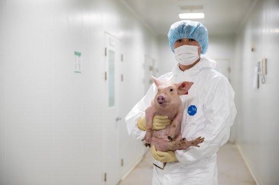 옵티팜, 돼지신장 이식 원숭이 국내 최장 생존기록 경신..이종췌도 이식효과 배가 기대