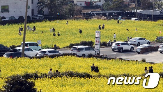 설 연휴를 하루 앞둔 10일 오전 제주 서귀포시 안덕면 산방산 인근 유채꽃밭에서 관광객들이 여유를 즐기고 있다. 2021.2.10/뉴스1