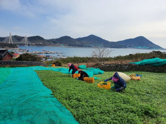 여수 대표 특산물인 거문도해풍쑥이 19일부터 출하된 가운데 여수시 삼산면 거문도 한 농가에서 해풍을 맞고 자란 생쑥을 수확하고 있다.사진=여수시 제공