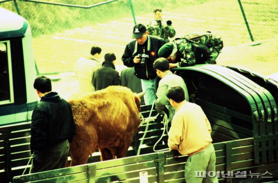 김포 평화의 소 구출. 사진제공=김포시