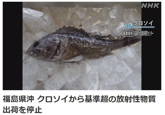 지난 2월 22일 일본 후쿠시마현 신치초 앞바다에서 잡힌 우럭에서 기준치를 5배 초과하는 세슘이 검출됐다. (사진출처: NHK홈페이지 캡쳐) 뉴시스