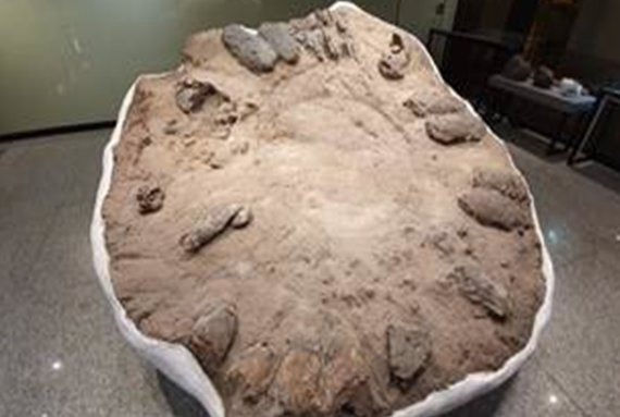 신안 압해도 수각류 공룡알 둥지 화석
