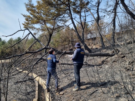 산림청 산불피해 조사복구 추진단이 경북 안동 산불피해지에서 조사를 벌이고 있는 모습.