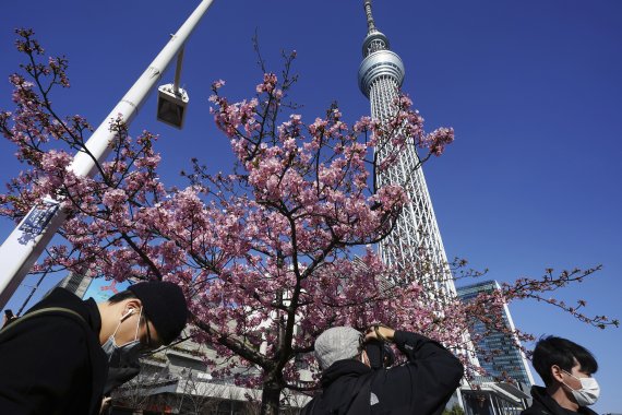 한 남성이 지난 2월 23일 일본에서 가장 높은 타워인 스카이트리 앞에서 활짝 핀 벚꽃을 찍고 있다. AP뉴시스