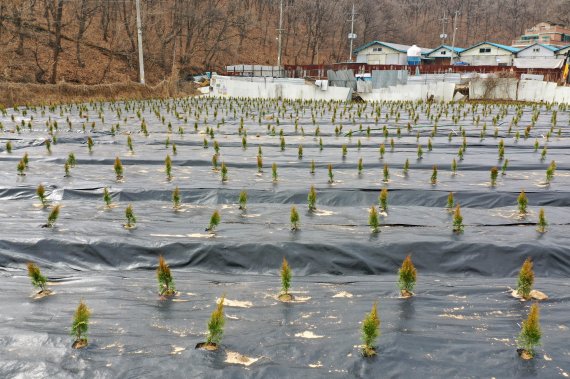 [시흥=뉴시스]김병문 기자 = 한국토지주택공사(LH)가 LH 직원의 광명시흥 신도시 땅 사전 투기 의혹과 관련해 대국민 사과문을 발표한 4일 오전 경기 시흥시 과림동 일대에 묘목이 식재되어 있다. 2021.03.04. dadazon@newsis.com