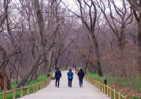 1100여년 전 최치원이 조성한 것으로 알려진 함양 상림공원을 찾은 여행객들이 숲속을 거닐며 산책을 즐기고 있다. 사진=조용철 기자
