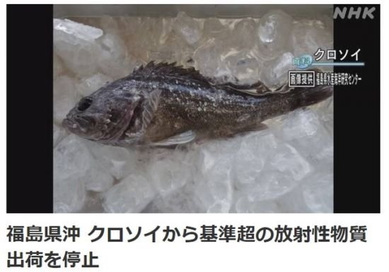 후쿠시마 우럭서 방사성물질 나왔는데..일본은 수입 재개 압력
