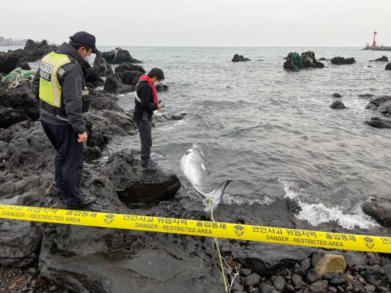제주해양경찰서는 5일 오후 11시 57분쯤 제주시 애월읍 하귀2리 미수포구 인근 해안에서 밍크고래 사체가 발견됐다고 6일 밝혔다..(제주해양경찰서 제공)© 뉴스1