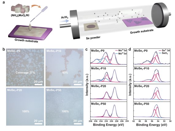 그림1. 화학 기상 증착(CVD) 방법을 통한 몰리브데넘 다이셀레나이드 합성. (a) 촉진제를 포함한 액상 전구체 기반 화학 기상 증착 방법 모식도. 촉진제 농도에 따른 몰리브데넘 다이셀레나이드의 (b) 광학 이미지 및 (c, d) XPS 분석. 그림 1a에서 나타나듯이 전이금속 전구체를 포함한 용액을 성장 기판 위에 코팅한 후 열처리를 통해 전이금속 화합물 합성. 그림 1b-d는 촉진제 농도가 합성된 전이금속 화합물의 형태와 원자 구성에 미치는 영향을 분석함.