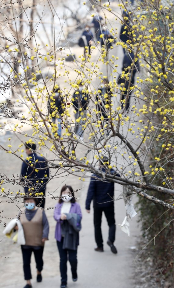 서울 낮 최고기온이 17도까지 오르면서 포근한 날씨를 보인 어제 10일 오후 서울 중구 청계천 인근에 핀 산수유 사이로 시민들이 산책하고 있다.<div id='ad_body3' class='mbad_bottom' ></div> /사진=뉴시스