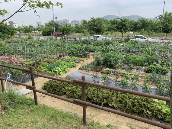 영종도 씨사이드파크 텃밭 전경.