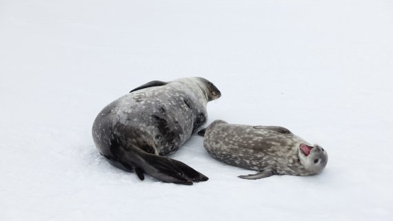 극지연구소 이원영 박사팀이 세종과학기지가 있는 남극 킹조지섬에서 촬영한 웨델물범 어미와 새끼. 극지연구소 제공