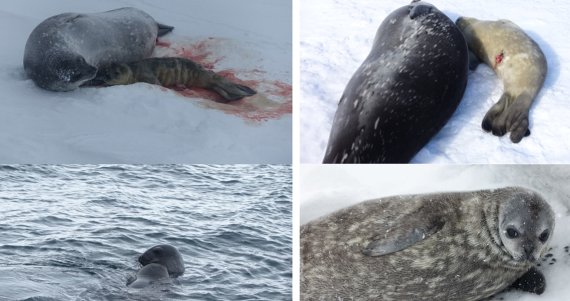 극지연구소 이원영 박사팀이 세종과학기지가 있는 남극 킹조지섬에서 촬영한 어미 웨델물범이 새끼를 출산하는 모습을 포착했다. 극지연구소 제공