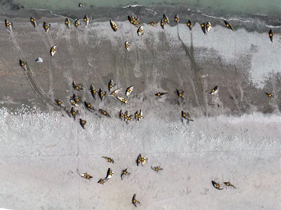 남극 킹조지섬 해안가 남방코끼리물범 서식지를 촬영한 드론 사진. 물범은 배경과 대비되는 윤곽과 색을 띄어서 드론을 활용한 개체수 파악에 유리하다. 극지연구소 제공