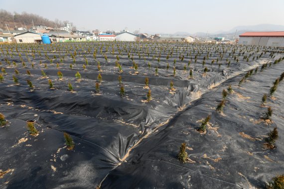 [H 한국토지주택공사 임직원의 신도시 투기 의혹으로 국민의 공분이 고조되고 있는 10일 오전 경기 시흥시 과림동의 투기 의혹 토지에 보상을 목적으로 보이는 묘목이 약 50cm 간격으로 빼곡히 심어져 있다.