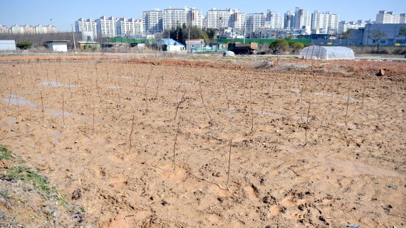 [광주=뉴시스]류형근 기자 = 5일 오전 국토교통부 신규 공공택지 추진계획 대상지로 지정된 광주 광산구 산정지구 한 농경지에 묘목이 심어져 있다. 2021.03.05. hgryu77@newsis.com