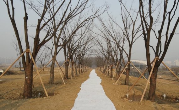 인천시, 버려질 뻔한 가로수 옮겨 심어 ‘명품 숲길’ 조성