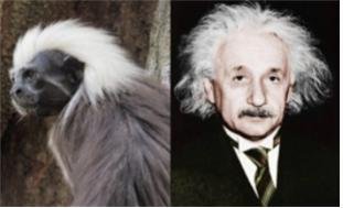 아인슈타인 머리 스타일을 닮은 목화머리타마린 원숭이(서울대공원 제공).© 뉴스1