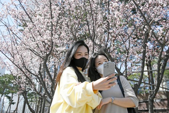 오늘 서울 낮기온이 20도를 넘어 21도로 예보됐다. 서울 잠실 석촌호수를 찾은 시민들이 활짝 핀 매화를 배경으로 사진을 찍고 있다. /사진=박범준 기자