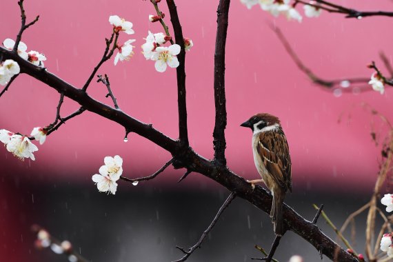 봄비가 내리는 지난 1일 경남 남해군의 한 마을에 핀 매화나무에 참새가 앉아있다. 뉴시스