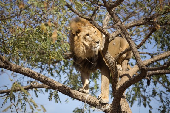 우간다 국립공원서 사자 6마리, 독살 후 머리 잘린 뒤..