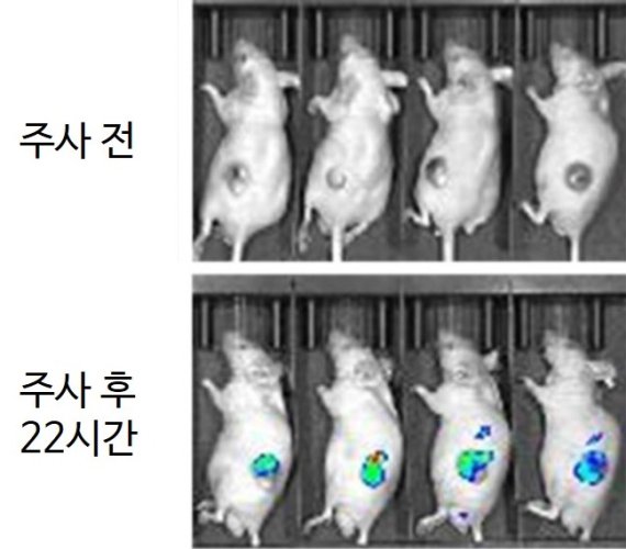 암 걸린 생쥐 꼬리에 근적외선 형광 프로브를 정맥 투여하고 22시간 뒤 생체 광학 이미징 시스템으로 관찰한 결과 암 조직에서 높은 형광 신호를 오랜 시간 확인할 수 있었다. KBSI 제공