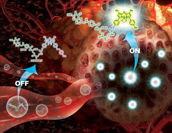 '암세포 만나면 형광반응' 실시간으로 종양 찾아낸다