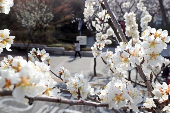 25일 오후 벚꽃이 활짝 핀 서울 중구 덕수궁 돌담길을 시민들이 산책하고 있다. 이날 기상청은 서울의 벚꽃이 24일 개화해 1922년 관측이래 가장 빠르다고 발표했다. 뉴스1