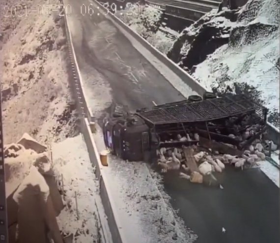 중국 허베이성 인근 도로에서 지난 20일(현지시간) 가축수송 트럭이 전복돼 양 수백마리가 목숨을 잃었다.(유튜브 ALİ RAGIP Baltali 캡쳐 갈무리) © 뉴스1