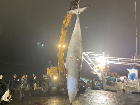 충남서해서 밍크고래2마리·상괭이 사체 잇따라 발견