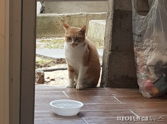 길고양이의 모습(기사 내용과 관련 없음)