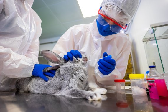 지난해 12월 9일 러시아 블라디미르에서 러시아 과학자들이 동물룡 코로나19 백신 제작을 위해 토끼 표본을 채취하고 있다.로이터뉴스1