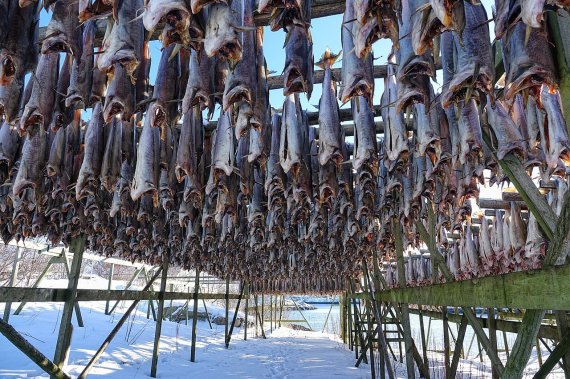 노르웨이의 한 덕장에서 대구를 건조하는 모습 / 사진출처 = 위키피디아