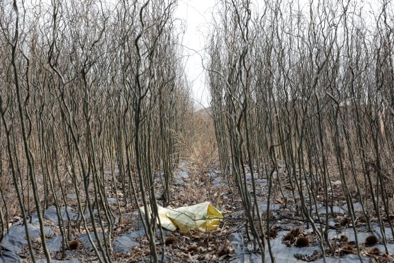 한국토지주택공사(LH) 직원들의 땅 투기 의혹이 연일 계속되는 가운데 높은 보상금을 노리고 희귀수종을 토지에 심었다는 의혹도 제기되고 있다. 사진은 LH직원이 매입한 경기도 시흥시 무지내동 토지에 심어진 왕버들나무의 모습. 2021.3.8/뉴스1 © News1 조태형 기자