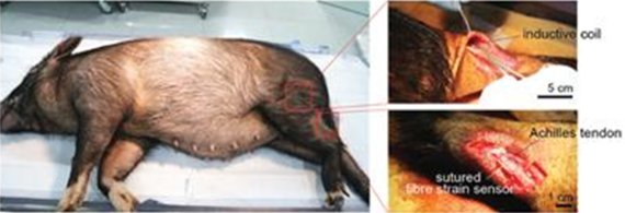 미니피그의 다리를 굽히고 펴는 동작을 반복함에 따라 아킬레스건에 가해지는 인장 변형을 무선으로 실시간 측정이 가능하다. DGIST 제공