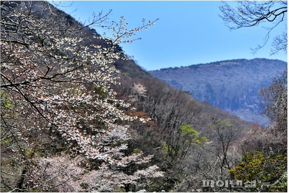 한라산국립공원 벚꽃 개화