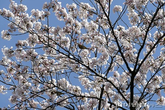 한라산국립공원 관음사 왕벚나무