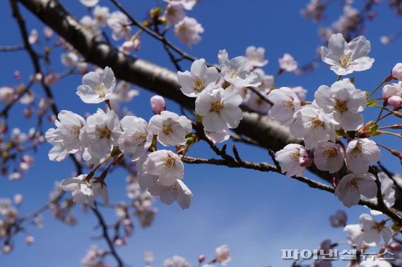 [fn포토] 왕벚·올벚·산벚…한라산, 분홍빛으로 물들다