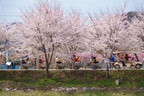 경천애인농촌사랑학교 삼발이 깡통열차가 벚꽃길을 달리고 있다. /사진=조용철 기자