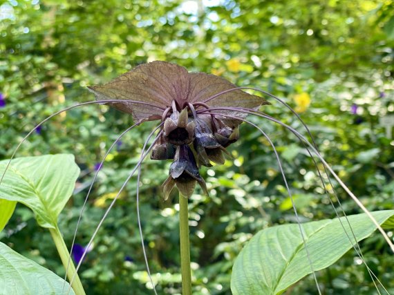 '박쥐야, 고양이야' 국립세종수목원에 핀 검은박쥐꽃. (국립세종수목원 제공)© 뉴스1