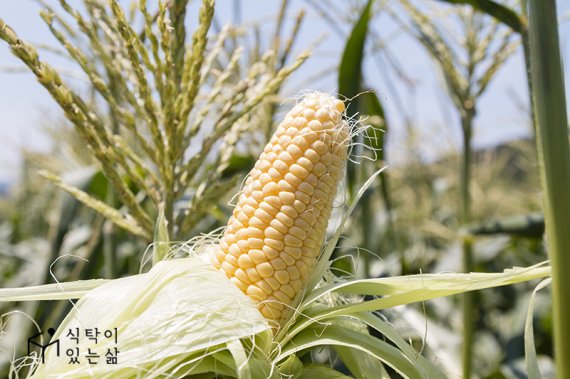 초당옥수수(사진=식탁이있는삶, 퍼밀)